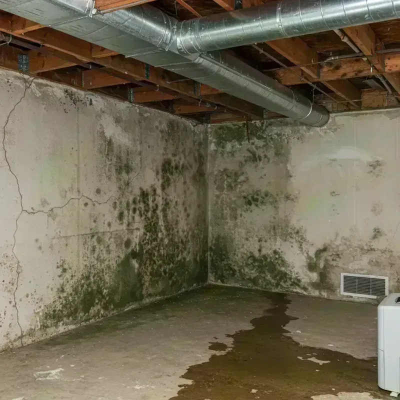 Professional Mold Removal in Masontown, PA